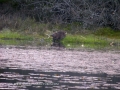 beavers, scotland, aigas, wild-16